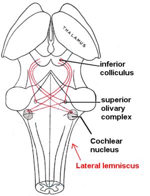 inferior colliculus